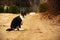 Black and white cat on countryside sand road