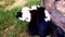 Black and white cat feeds three kittens