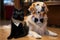 a black-and-white cat and golden retriever in tuxedo and ball gown at white tie event