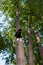 Black and white cat on harness climbed highly on the tree in sum