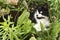Black and white cat hides in the grass and looks up, horizontal format, selective focus, Closeup
