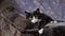 Black white cat lazy lying on a sofa, looks away and then puts his head on the couch and looking into camera with his