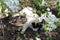 Black and white cat lies in hot weather under a pear tree