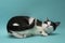 Black and white cat lies on an isolated mint background