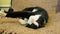 The black and white cat lies on its back, stretching out its body and legs. Large yellow cat eyes close up. The animal looks at th