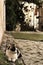 Black and White cat in Lisbon cobblestone street