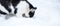 Black and white cat is looking for something in the snow. Photo in the form of a banner.