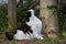 black and white cat looks curiously upwards a tree