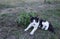 Black And White Cat Lounging By A Plant