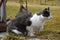 Black and white cat lurking on food