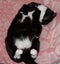Black and white cat lying on back  on pink blanket