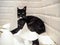 Black and white cat lying on the floor in a pile of unrolled toilet paper