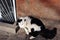 Black and white cat lying near windowsill of basement floor window with jalousie, brick wall background