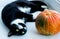 Black and white cat lying on plaid with pumpkin. Concept winter cozy comfort