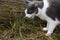 Black and white cat nibbles grass