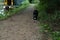 Black and white cat on path next to narrow boat