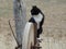 Black and white cat perched on antique farm equipment