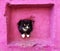 Black and white cat on a pink background. Serious wise cat got out to see the world. sad cat looks out of the basement window