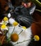 Black and white cat with pleasure is sniffing chamomile.
