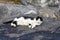 Black and white cat is resting on coastal cliffs