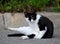 Black-and-white cat sits on the asphalt at the curb