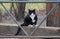 Black-and-white cat sits on a curb behind a metal fence