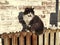 A black and white cat sits on an old rusty battery on a background of a brick wall. The cat basks in the sun