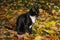 Black and white cat sitting in the leaves waiting