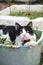 Black and white cat sitting in the plant basket