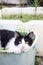 Black and white cat sitting in the plant basket