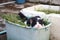 Black and white cat sleeping in the blue plastic plant basket