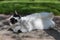 Black and white cat sleeping in a garden