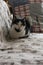 Black and white cat sleeping on sofa with fabric of printed photographic cameras