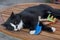 Black and white cat sleeps on a table with children\'s bright toy