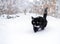 Black and white cat sneaking in deep snowdrift.