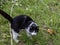 Black and white cat sniffs the grass on the lawn