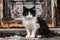 a black and white cat with soiled fur sitting on an old, tattered door mat