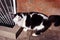 Black and white cat standing near windowsill of basement floor window, brick wall background