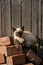 Black and white cat stands on bricks in the village