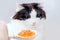 Black and white cat is stretched a spoonful of caviar. Isolated on gray background.