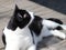 black and white cat sunbathing