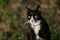 Black and white cat with vibrant yellow eyes exploring lush green garden