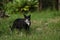 Black and white cat with vibrant yellow eyes exploring lush green garden