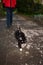Black and white cat is walked on the harness with girl on path i
