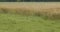 Black and white cat walks through the meadow