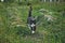 Black and white cat walks through a meadow 8115.