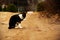 Black and white cat washing on countryside sand road