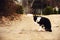 Black and white cat washing on countryside sand road