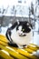 Black and white cat on a yellow bright bench in the snow in cold weather near an apartment building