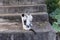Black And White Cats On Step